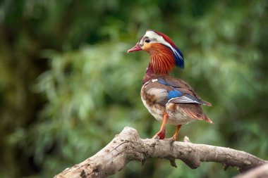 Güzel renkli erkek ördeğin (Aix galericulata) yeşil arka planda kuru ağaç dalında oturması.