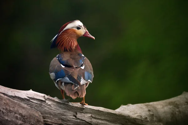 Primer Plano Hermoso Colorido Macho Mandarín Pato Aix Galericulata Sentado — Foto de Stock