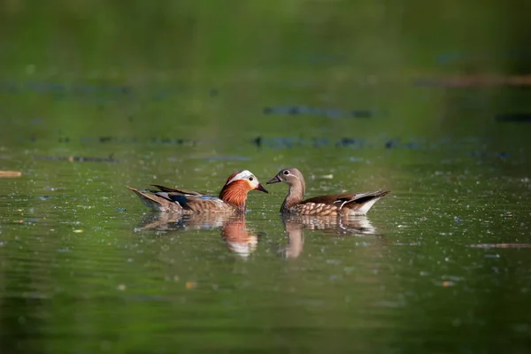 Wildlife Scen Med Vackra Par Vattenfåglar Mandarin Ducks Damm Eller — Stockfoto