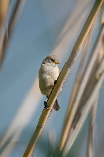 Young Small Gray Tiny Yellow Beak Bird European Penduline Tit — Zdjęcie stockowe