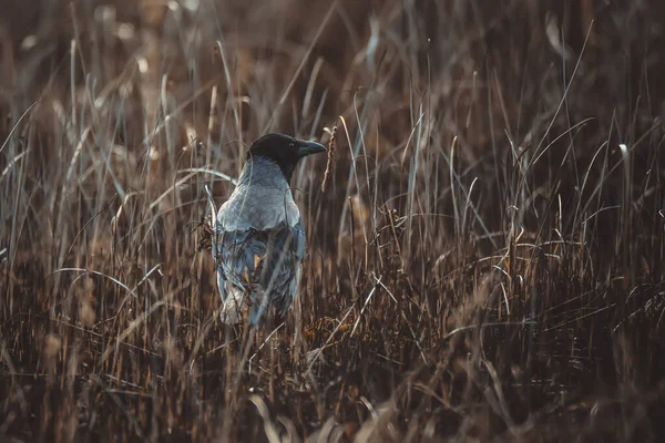 Solo Cuervo Pájaro Quemado Hierba Naturaleza Fondo — Foto de Stock