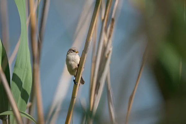 Joven Pequeño Gris Con Diminuto Pico Amarillo Pájaro Teta Pendulina — Foto de Stock