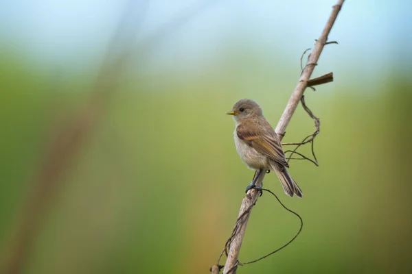 Young Small Gray Brown Wings Yellow Beak Bird European Penduline — Stock fotografie