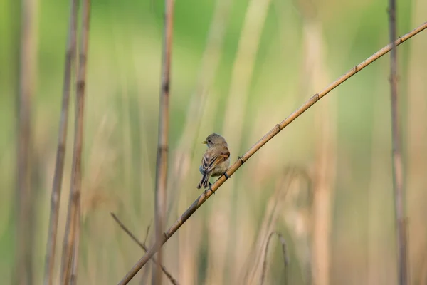 Young Small Gray Brown Wings Yellow Beak Bird European Penduline — Stock Photo, Image