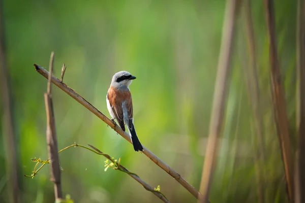 Male Red Backed Shrike Dry Reeds Bright Green Nature Background — Stock Photo, Image