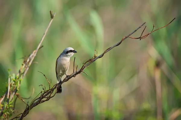 Masculino Vermelho Apoiado Shrike Galho Seco Verde Natureza Fundo — Fotografia de Stock