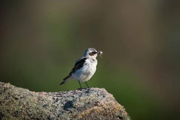 Photographie Animalière Mâle Oenanthe Oenanthe Oenanthe Est Petit Passereau Sur — Photo