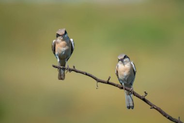 Güzel büyük gri örümcekkuşu (Lanius excubitor) doğanın arka planında ağaç dalında oturur.