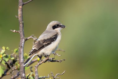 Güzel büyük gri örümcekkuşu (Lanius excubitor) doğanın arka planında ağaç dalında oturur.