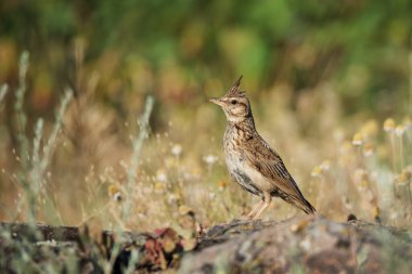 Güzelim tarla kuşu (Galerida cristata) yeşil çimen arka planında kayaların üzerinde oturur.