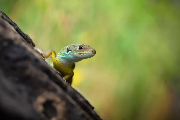 European Green Lizard Blue Yellow Body Color Bright Grass Background — Stock Photo, Image