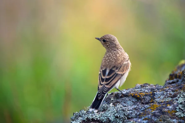 Vadvilági Fotózás Fiatal Passerine Madár Északi Búzafül Oenanthe Oenanthe Zöld — Stock Fotó