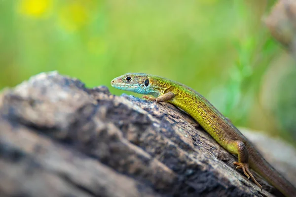 European Green Lizard Blue Yellow Body Color Bright Grass Background — Stock Photo, Image