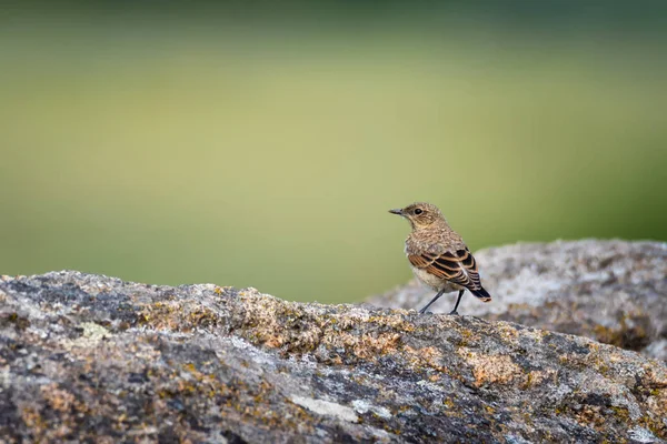Wildlife photography. Young passerine bird of northern wheatear (Oenanthe oenanthe) on green nature background