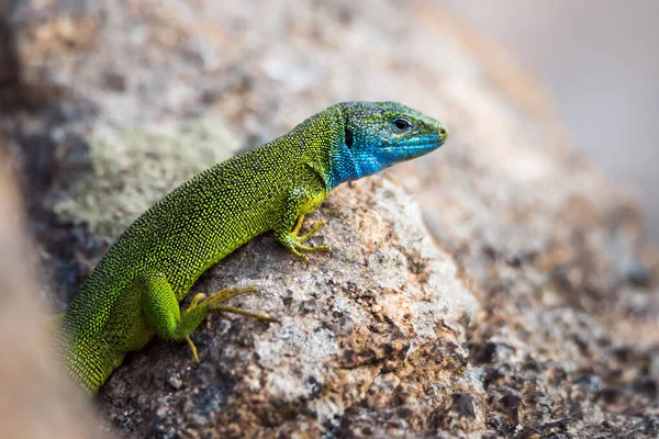 European Green Lizard Blue Yellow Body Color Gray Stone Background — Stock Photo, Image