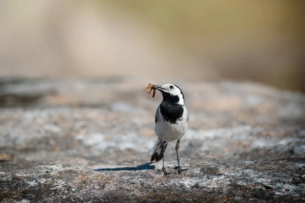 Kleiner Grauer Vogel Der Bachstelze Motacilla Alba Auf Felsen Hintergrund — Stockfoto