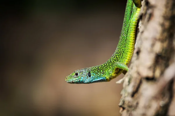 European Green Lizard Blue Yellow Body Color Brown Background — Stock Photo, Image