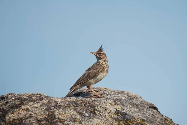 Beautiful Crested Κορυδαλλός Galerida Cristata Κάθεται Βράχους Στο Μπλε Φόντο — Φωτογραφία Αρχείου