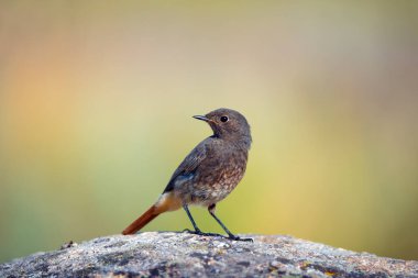 Yeşil doğa arka planında kayanın üzerinde oturan tek bir siyah kırmızılı kuş (Phoenicurus ochruros)