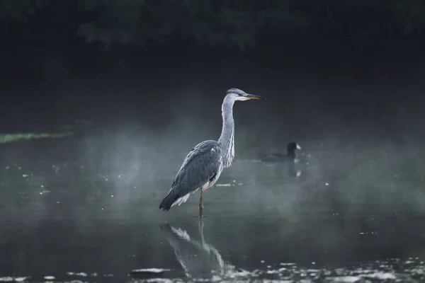 Schöner Graureiher Der Frühen Nebligen Morgen Auf Dem Wasser Zum — Stockfoto