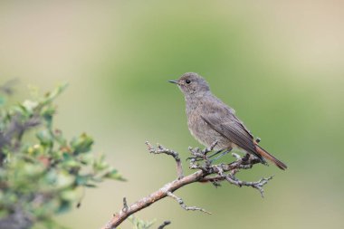 Yeşil doğa arka planında ağaç dalında oturan tek bir siyah kırmızılı kuş (Phoenicurus ochruros)