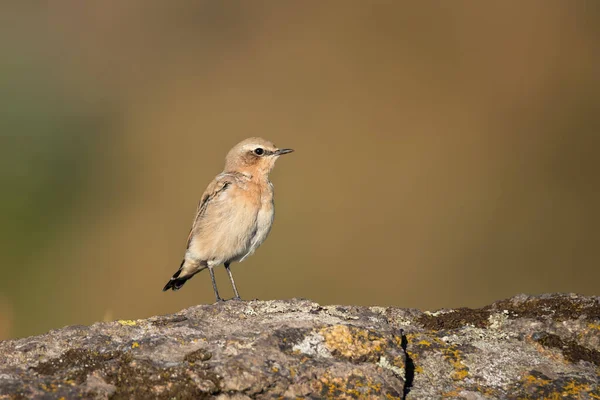 Fotografia Della Fauna Selvatica Uccello Passeriforme Del Grano Settentrionale Oenanthe — Foto Stock