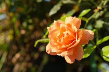 Yumuşak taç yaprakları ve güneş ışığında yeşil yapraklarla çiçeklenmiş narin bir şeftalinin yakın çekimi. Aşkın, güzelliğin, şefkatin, romantizmin ve bahçedeki doğal ilhamın sembolü.