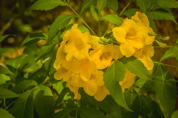 Krásné Ráno Květy Které Kvetou Březích Řeky Paniki Biromaru Nižšího — Stock fotografie