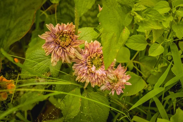 Beautiful Morning Decorated Flowers Bloom Banks River Paniki Biromaru Sub — Stock Photo, Image