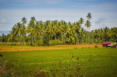 yeşil dağlar ve mavi gökyüzü ile çevrili Pombewe köyü Biromaru Mahallesi Sigi Endonezya pirinç tarlaları verimli streç