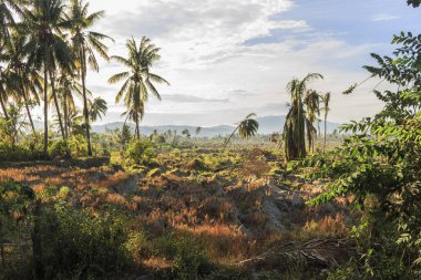 deprem ve الرسالة doğal afetler Petobo Köyü, Palu şehir, merkezi Sulawesi ciddi hasar