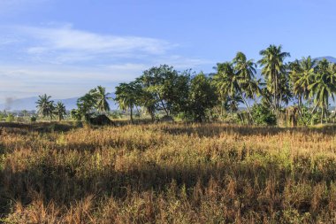 deprem ve الرسالة doğal afetler Petobo Köyü, Palu şehir, merkezi Sulawesi ciddi hasar