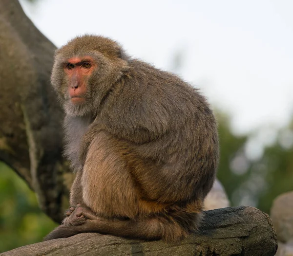 stock image Taiwanese Formosan rock macaque monkey looking at sunset