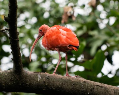 Kızıl aynak Eudocimus ruber ağaç dalı üzerinde kuş