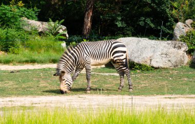 Hartmann'ın dağ zebra Equus zebra hartmannae çim yeme