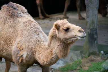 Eski dromedary Arap deve Mısır'dan yakın çekim