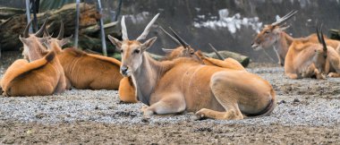Afrika ortak Güney eland antilop ya da taurotragus oryx Grup