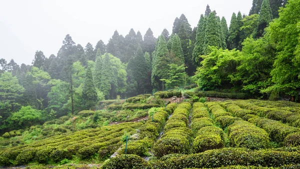 Green tea plant field in Lushan mountain in Jiangxi China famous for their Clouds and Mist tea