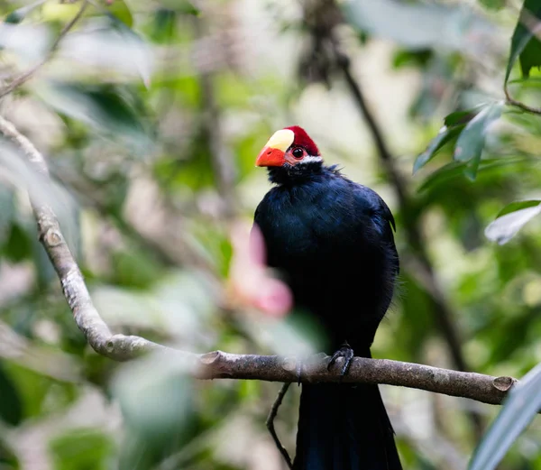 Large violet turaco or violaceous plantain eater african bird perched in a tree