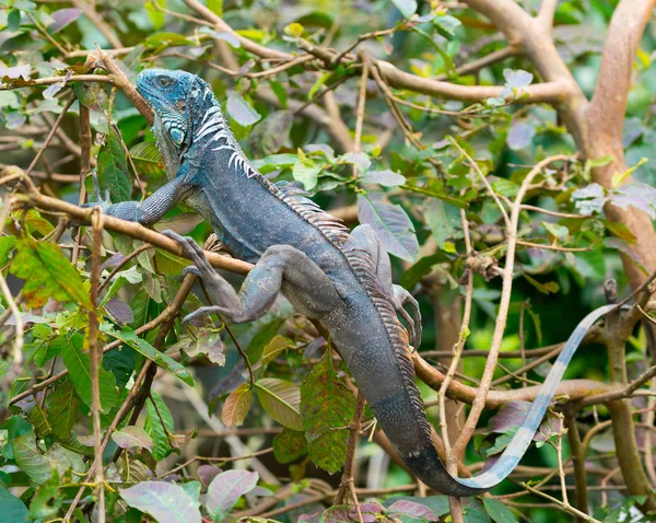 Ganzer Grüner Amerikanischer Leguan Blau Morph Auf Einem Ast — Stockfoto