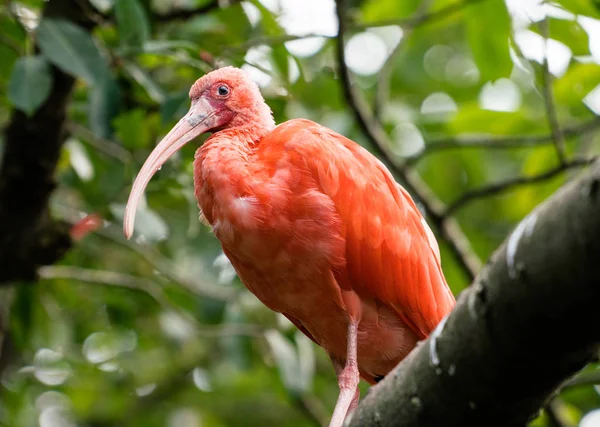 ショウジョウトキ鳥の木の枝に Eudocimus シリコンゴム — ストック写真