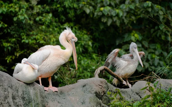 Plusieurs Grands Pélican Blanc Pelecanus Onocrotalus Sol — Photo