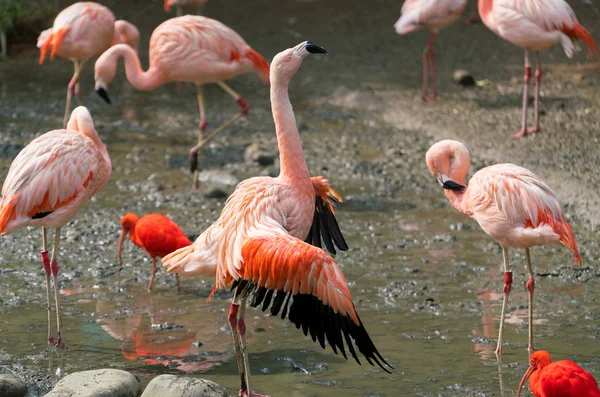 羽を広げているチリのフラミンゴ Phoenicopterus チリヤシ鳥 — ストック写真