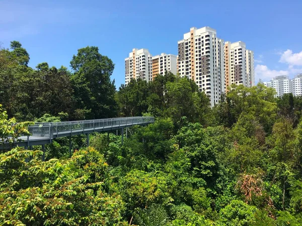 Tree top forest walk over tropical rainforest during Southern Ridges trail in Singapore with buildings in background