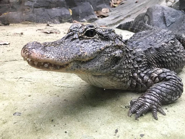 Buaya Yangtze Rivière Alligator Chinois Sur Sable — Photo