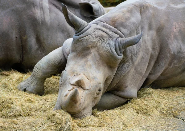 Rhinocéros Lèvres Blanches Carrées Vue Rapprochée Tête Deux Cornes — Photo