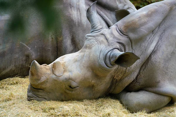 Rhinocéros Lèvres Blanches Carrées Vue Rapprochée Tête Deux Cornes — Photo