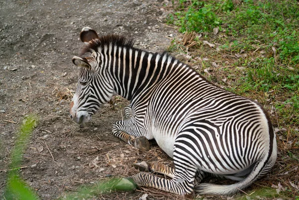 Zebra Grevy Equus Grevyi Aslo Conhecido Como Zebra Imperial Descansando — Fotografia de Stock