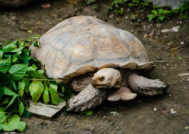 Sulcata kaplumbağa veya gıda arıyorum Geochelone sulcata