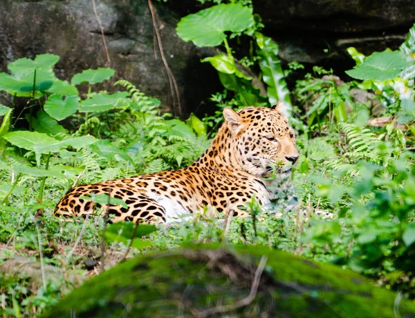Leopard Panthera pardus resting in middle of green nature with open closed eyes